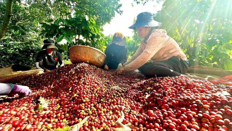 KAPHE SIAM KURANG: DUH HATAI KA URANG PANDAR, KAN KANDAH KA ANGAN NDAP NDA