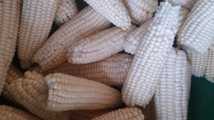 Bañ tơngời (ƀân mbô)- phan sa bơkah ờs mờng bơh yau cau K’Ho Lâm Đồng dê 