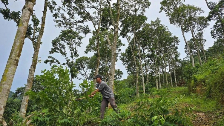 K’ĐHƠỢNG NHÂM C’LÂNG BHRỢ CHA HA ĐHA NUÔR ACOON COH ĐHỊ PHONG NHA - KẺ BÀNG