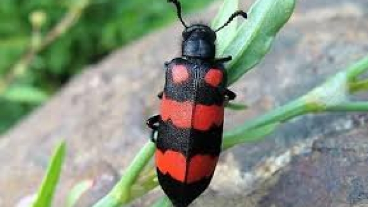 LÀO CAI: MƯY CHA NẶC CHÊÊT XANG BÊL ĐĂH MƯY RÂU CĂH NĂL GHIT N’HÂU COH NANG A’BHOO