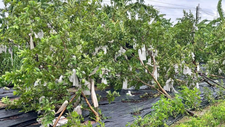 Phai paz nhây phiến