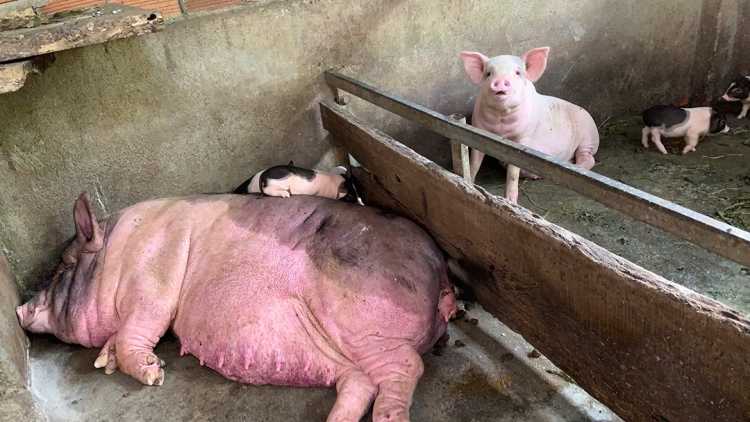 PRÁ XAY: ZÊL CHA GROONG PR’LUH PA ZRUAH A’ỌC CHÂU PHI