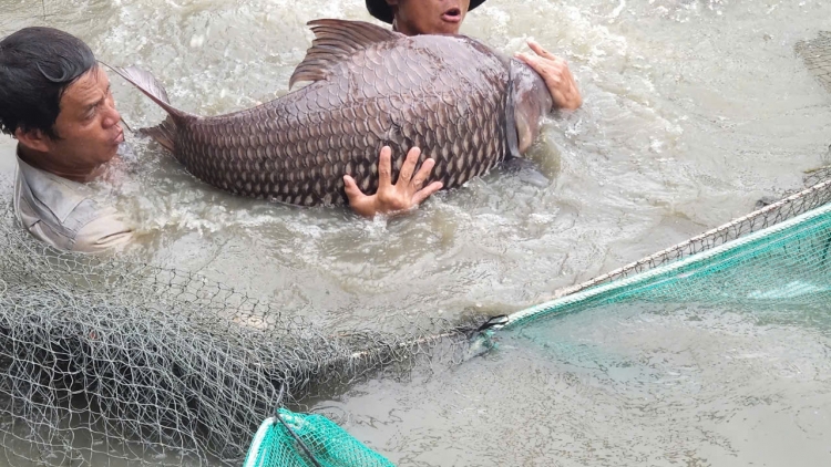 ប្រសិទ្ធភាពនៃទម្រង់ចិញ្ចឹមត្រីគល់រាំងរបស់កសិករ Trần Văn Bảnh