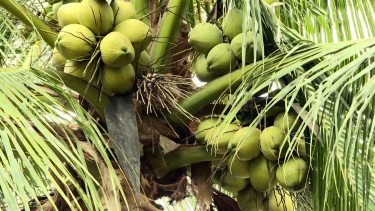 ពត៌មាន ម៉ោង ១៥