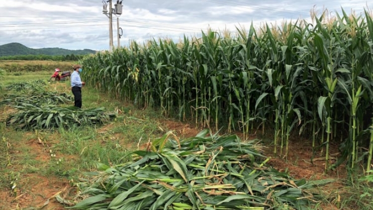 BH’RỢ CHOH A’BHOO TING C’LÂNG NHÂM MÂNG LÂNG BHƠI K’TANG GHINE ZOOI ĐOỌNG PA DƯR BH’NƠƠN PR’ĐƯƠI A’BHOO COH SƠN LA