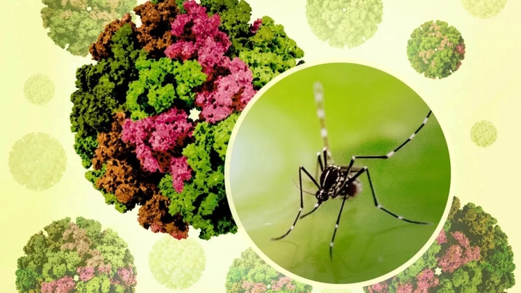 ក្រសួងសុខាភិបាលថ្លែងរំលឹកបន្ទាន់ អំពីវិធានការឃ្លាំមើលបង្ការ ទប់ស្កាត់ជំងឺ Chikungunya។