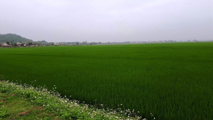  Ngon tô thứ 2 mự 18 căm bườn 8 pì 2025 – Bai thàm pả Cà Thị Thịnh, phường Chiềng Sinh, Sơn La