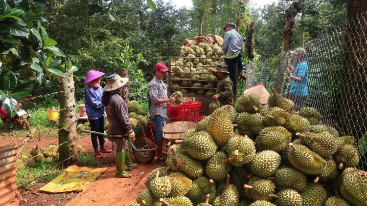 Pro tro tơniăn ing pêi pêt, rak ngăn, mơ’no tê plâi sầu riêng