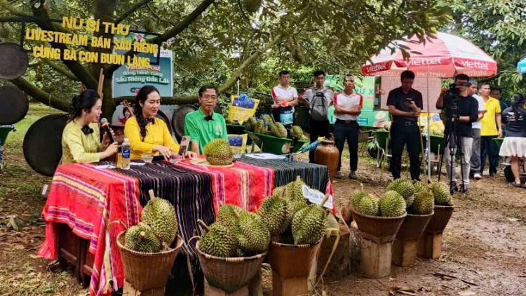 Bí thư xã ta Dak Lak livestream na nê̆ tăch sầu riêng