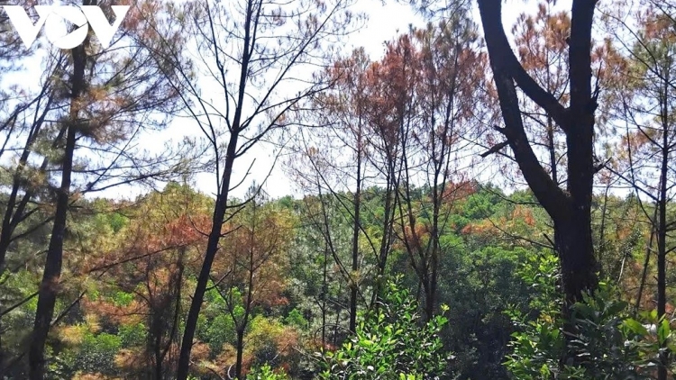 HUẾ: BƠƠN LÊY 120 TƠƠM H’NGOO LÂH 30 C’MOO TA BOỌC T’BOỌNG, N’TOH HOÁ CHẤT