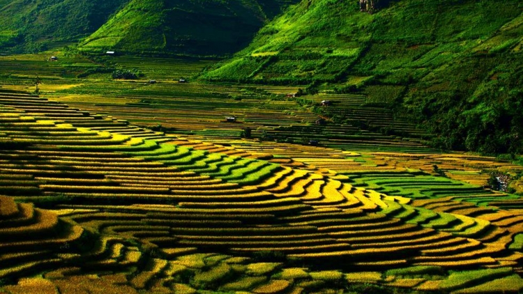 Phai paz nhây phiến