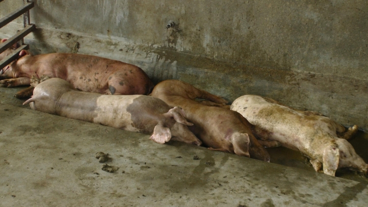 Tsaz yênhx nta suôz luk Hmôngz hnuz 4-8-2025