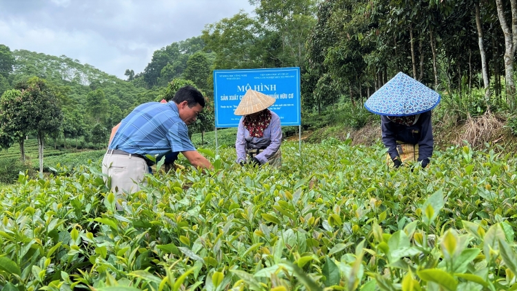 Tsaz yênhx nta suôz luk Hmôngz hnuz 7-8-2025