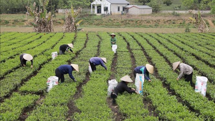 CHÈ CÚA NẶM MƯỜNG LẦU KHAI ĐẢY CHANG NẶM MƯỜNG
