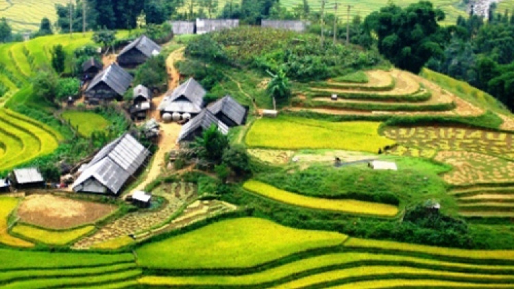 Phai paz nhây phiến