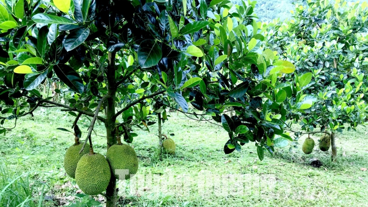 BẠI BÀI DA TỨ CO MÁC MỊ