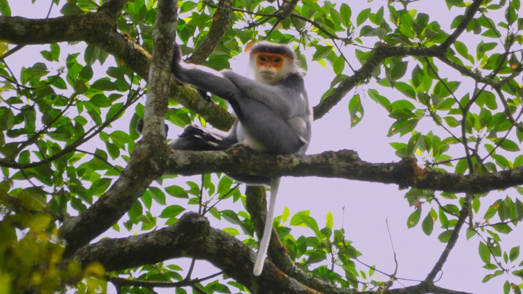 Lơh kah rơngal Kon Ka Kinh