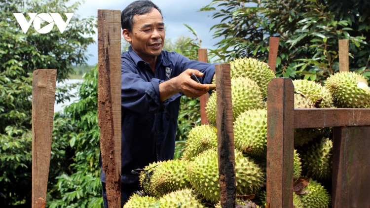 BA TABIAK JALAN PASANG IEK DURIAN THAT PABLEI TABIAK LANGIU NEGAR