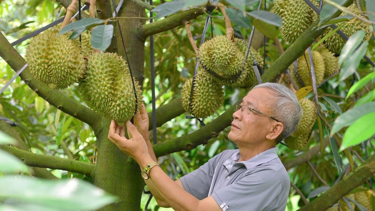 Càr Lâm Đồng atbồ nền nòn bơta niam tiah tam sầu riêng tăc mờ lơgar ndai 