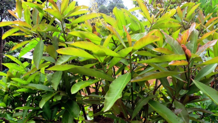 Añăm luk – gơnam ƀong amuñ pơkra, tŭ yua yôm mơ̆ng djuai ania Êđê