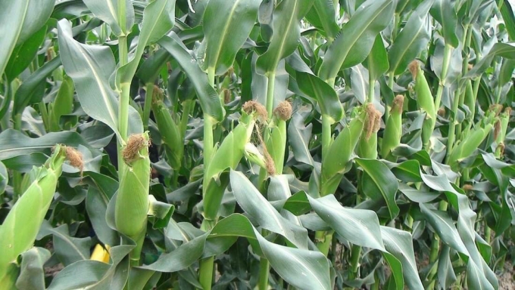 SLON PANG CHAY VẠ CHƯỚNG CO BẮP NUA