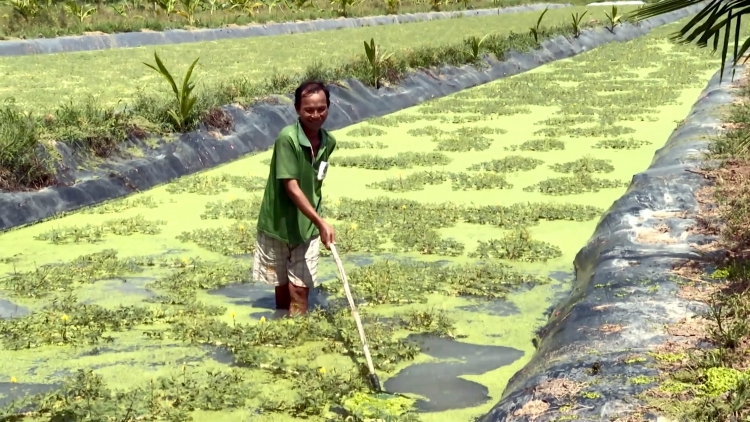 កញ្ឆែតជាដំណាំនាំមកប្រាក់ចំណូលខ្ពស់ជូនប្រជាកសិករឃុំផុងថាញ់។