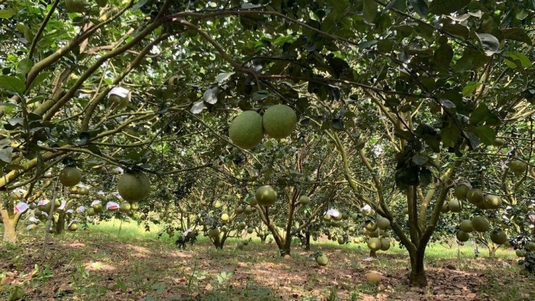 OCOP tơmeăm pêi lo ing chiâk a kong ngo Khánh Hòa tơdah rôh tơ’lêi ăm tơmối ôm hyô lơ 2/9