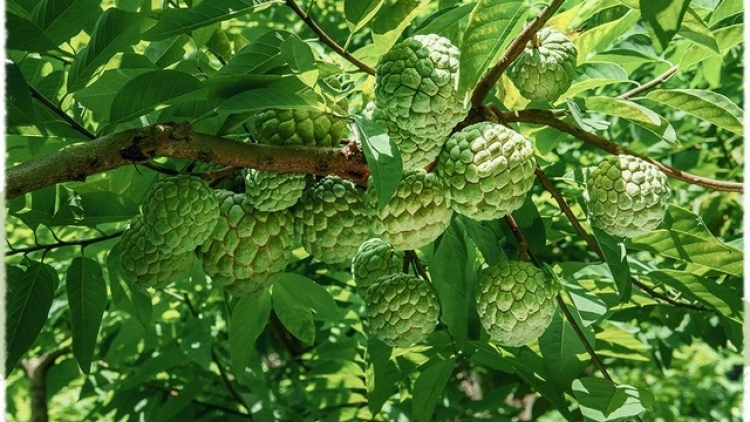 PỬA HỢP TÁC XẠ KHẢU OCOP 