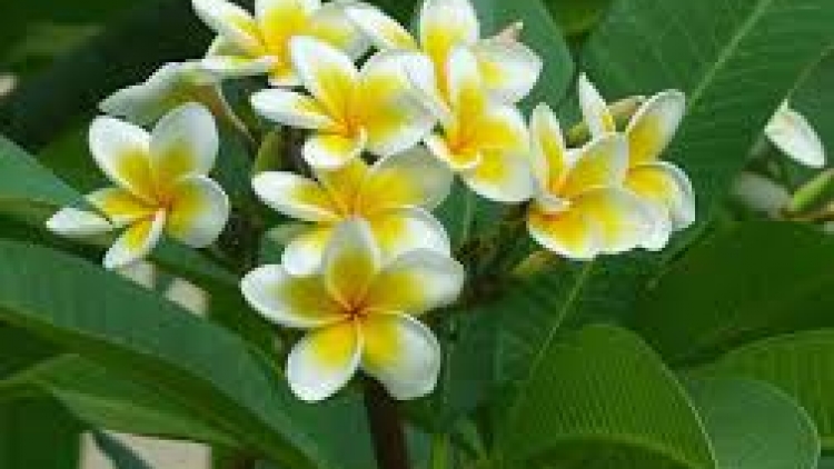 Danak dak sap Cam 04_08_2025