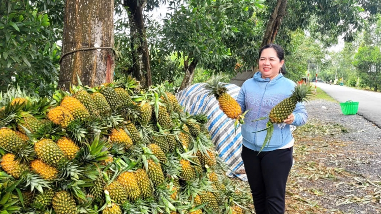 ផ្លែម្នាស់ដុងថាបមើយជួយកសិករមានជីវភាពធូរធា