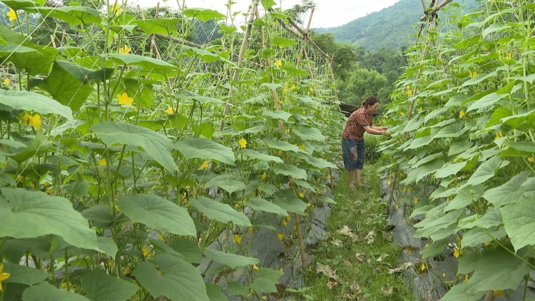 CHÈN HẾT CỐC HƯA PỈ NOỌNG HẾT KIN VẰN HẲM ĐÂY