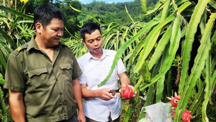 ÁO CỪ DÚ CAO BẰNG HẾT CHÀU TỨ CO THANH LONG