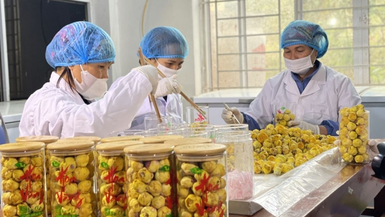 OCOP QUẢNG NINH KHOÁI TÁNG NÈM TÀNG DƯỞNG MẤƯ