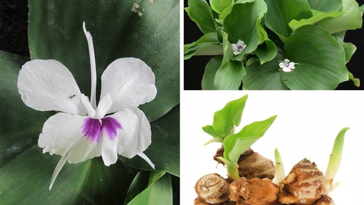 CHAY MẰN SLAI KHƯƠNG