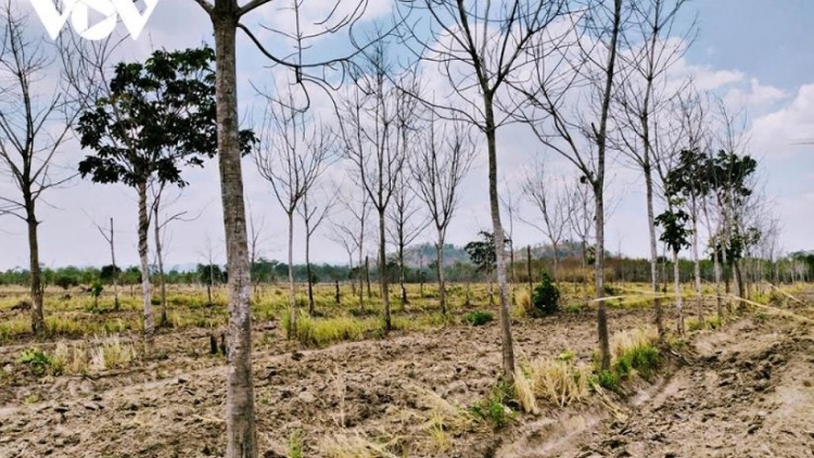 Gia Lai pel ĕp jơlan hơdră pơplih lŏn pla glai hơdai nao pla kơsu