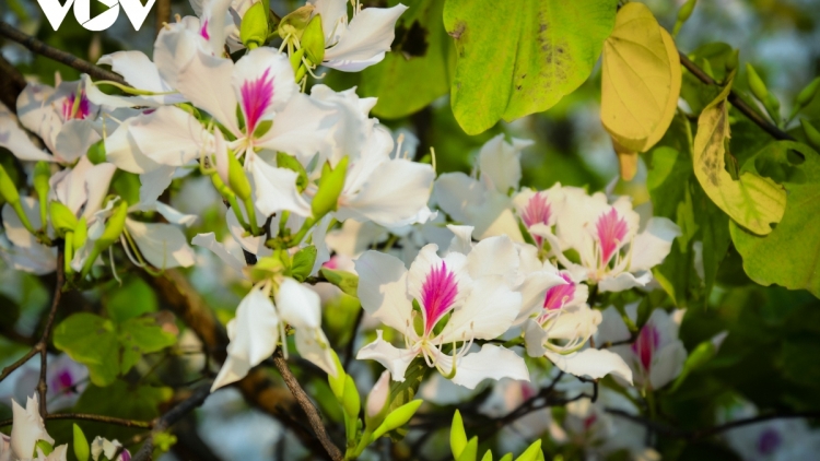 DƯƠNG NGHỊA TRANG LIỆT SỊ TRƯỜNG SƠN