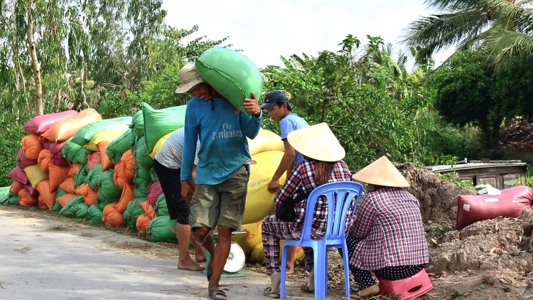 ស្រូវរដូវដើមឆ្នាំធ្លាក់ថ្លៃ ប្រជាកសិករនៅខេត្តកាម៉ាវមិនសប្បាយចិត្ត។