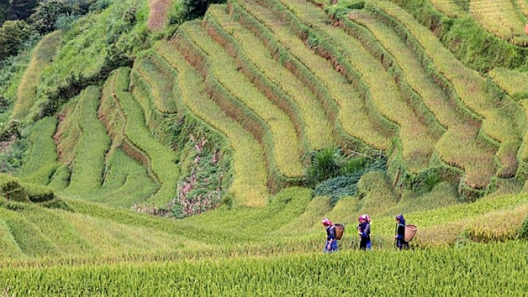 Phai paz nhây phiến