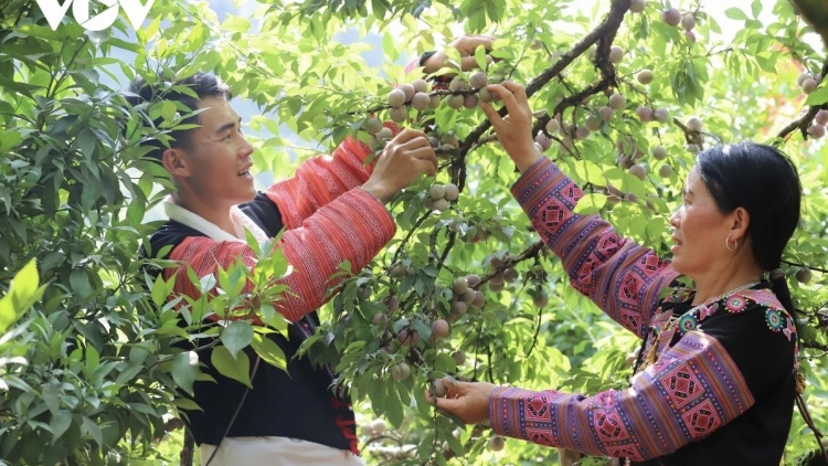 Coz tẩy pung xiang ziêm Lào Cai phát hiáng
