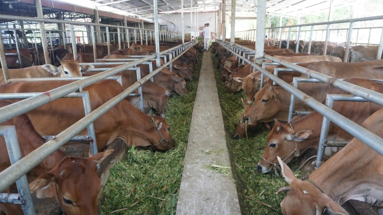 Ngon tô thứ 5 mự 25 bườn 9 pì 2025- Luông dệt riềng khòng po hay me na pộn dỏn nẳng tỉnh Lao Cài