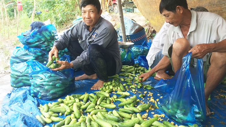  ធ្វើមានពីទម្រង់ដាំបន្លែ-ដំណាំអាហារនៅលើដីស្រែ។