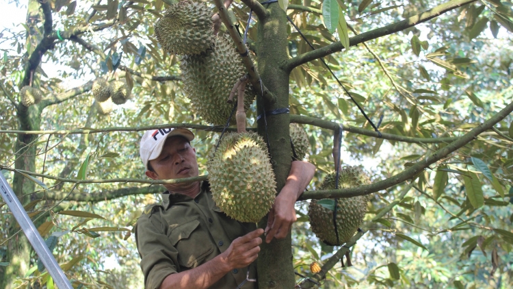 Mung liăn châ kơjo-Pá tung mơdrếo, ivá vâ kuăn pơlê Dak Lak pơhlêh