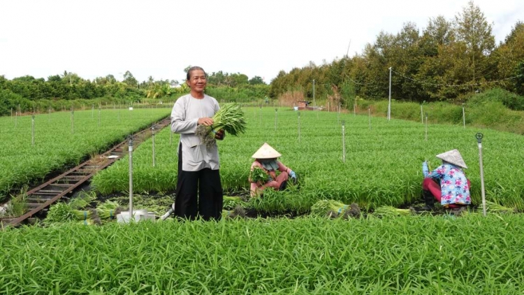 ONG TAHA NGAK NONG DI CAN THO MEK YAOK RITUH TRIEU DONG DALAM SA THUN MENG BRUK PALA NJAM RAPUN