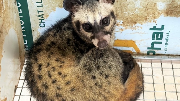 JIEN MEK TAME YAOK RITUH TRIEU DONG MAI MENG RAONG MEJA