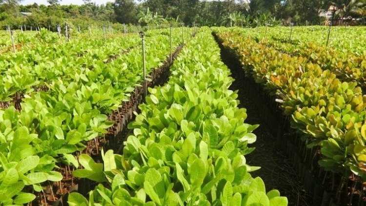 SLON PANG CÁP CÁNG CO MÁC ĐIỀU