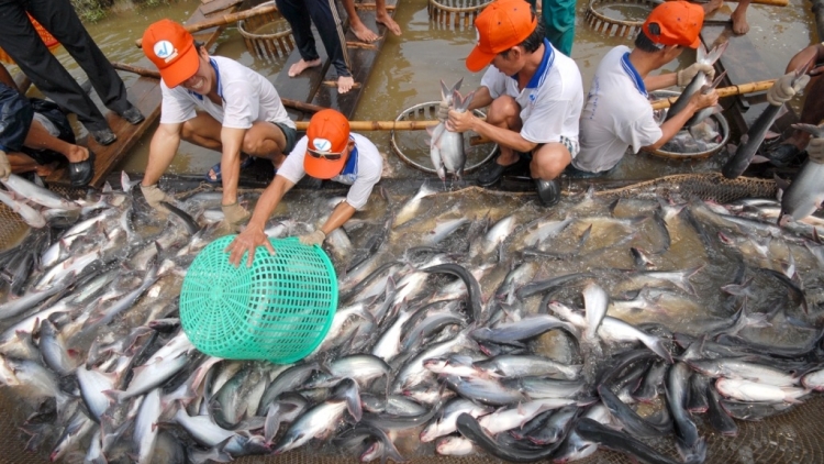 Nôngx mênhx zuôr tsuv pâuz hnuz 23-9-2025