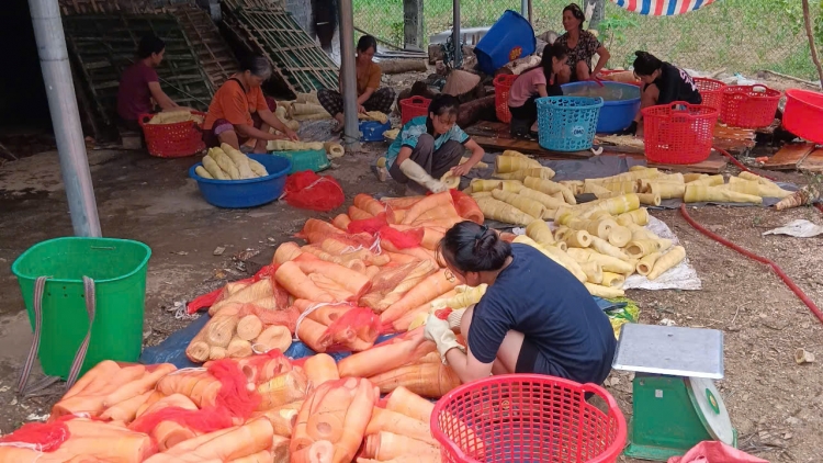 Ừu miền Lâm Thượng pliát chổm lái tzuống quýa, bỉe