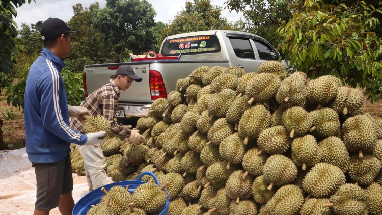 Kàl tơnhào tờm plai sầu riêng càr Dăk Lăk drà kă bro geh sùm 