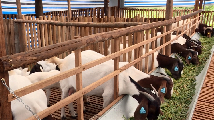 ពត៌មាន​ម៉ោង៦