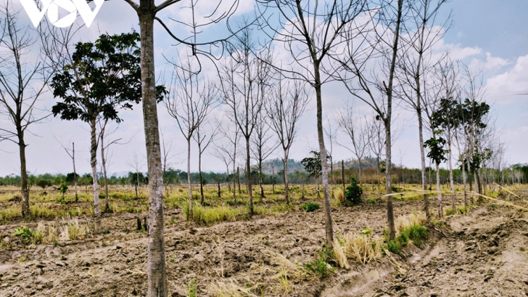 Gia Lai ksiêm dlăng hdră bi mlih bruă pla dliê ba pla ana ksu 